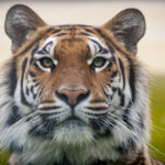 VIER PFOTEN_2017-10-20_164-3672x2448-3672x2448-1920x1280