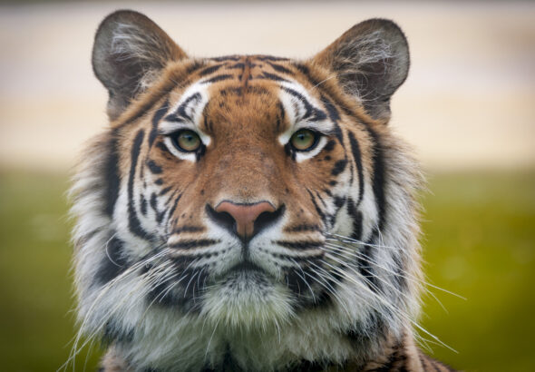 VIER PFOTEN_2017-10-20_164-3672x2448-3672x2448-1920x1280