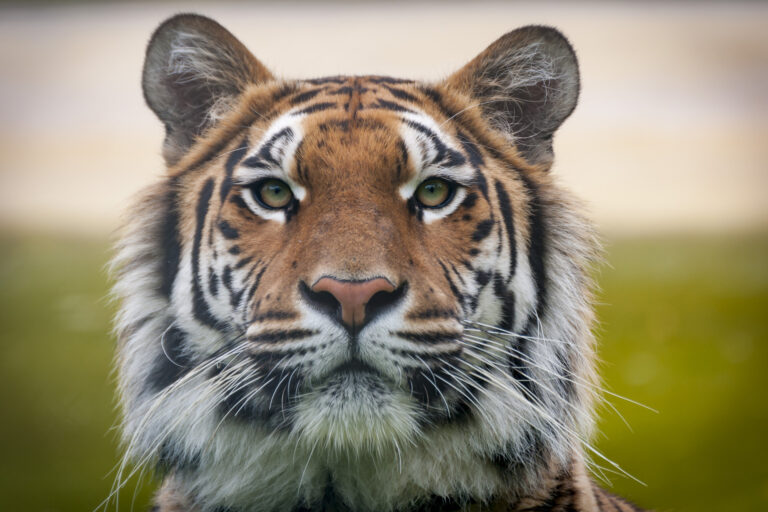 VIER PFOTEN_2017-10-20_164-3672x2448-3672x2448-1920x1280